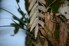 Vriesea guttata