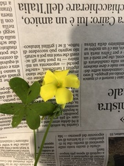 Oxalis pes-caprae