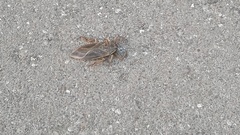 Lethocerus patruelis