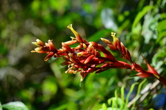 Vriesea rubens