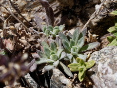 Draba magellanica