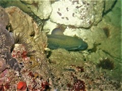 Acanthistius serratus