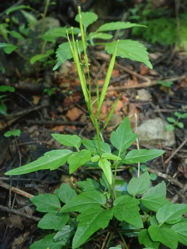 Image of Cardamine africana by no rights reserved