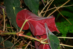 Begonia scharffii