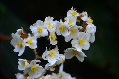 Begonia scharffii
