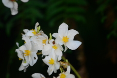 Begonia scharffii