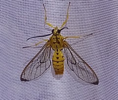 Isanthrene felderi