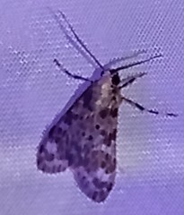 Eucereon pseudarchias