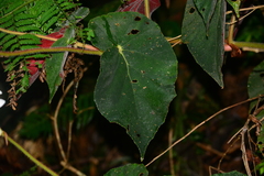 Begonia scharffii