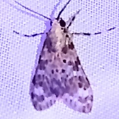 Eucereon pseudarchias