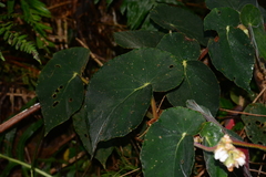 Begonia scharffii