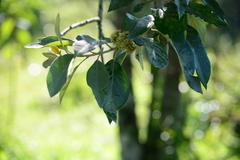 Moquiniastrum polymorphum