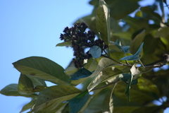 Moquiniastrum polymorphum