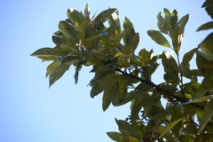 Moquiniastrum polymorphum