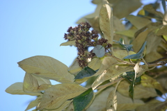 Moquiniastrum polymorphum