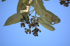 Moquiniastrum polymorphum