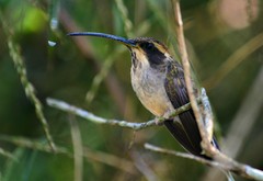 Phaethornis eurynome