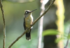 Stephanoxis loddigesii