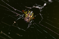 Micrathena crassa