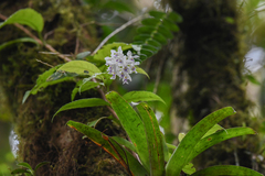 Epidendrum endresii