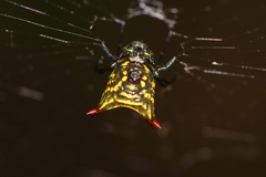 Micrathena crassa
