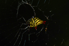 Micrathena crassa