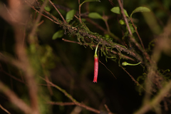 Gonocalyx pterocarpus