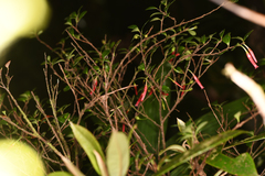 Gonocalyx pterocarpus