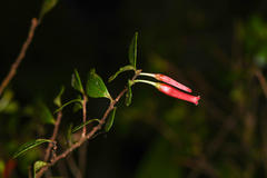 Gonocalyx pterocarpus