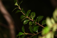 Gonocalyx pterocarpus