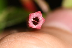 Gonocalyx pterocarpus