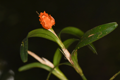 Scaphyglottis sigmoidea