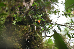 Scaphyglottis sigmoidea