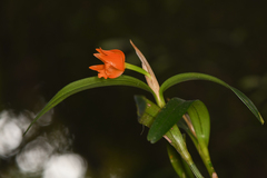 Scaphyglottis sigmoidea