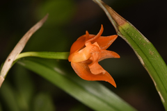 Scaphyglottis sigmoidea
