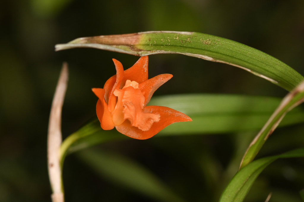 Scaphyglottis sigmoidea