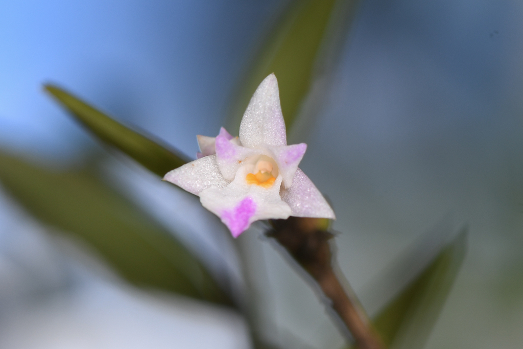 Acrorchis roseola