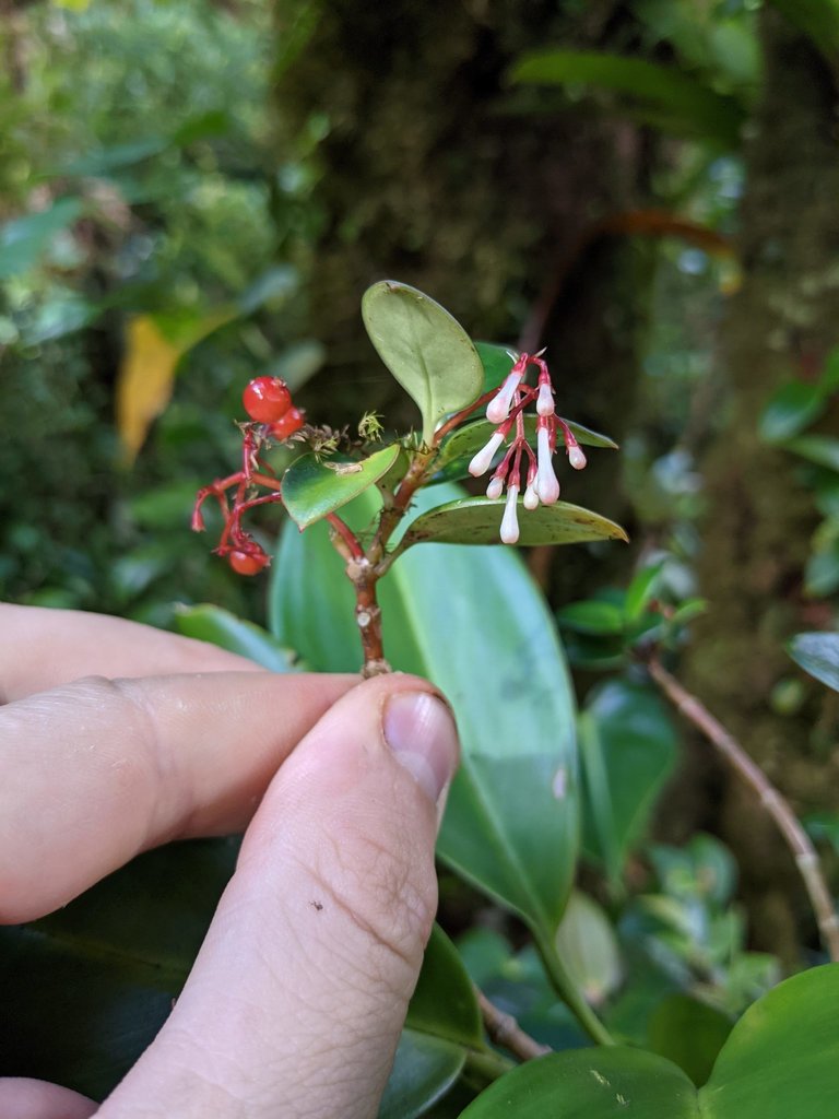 Notopleura subg. Viscagoga