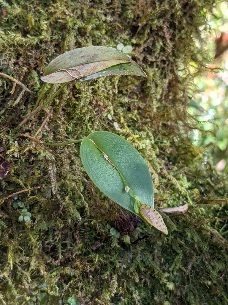 Stelis carpinterae