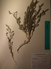 Corispermum villosum