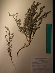 Corispermum villosum