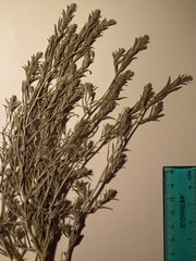 Corispermum villosum