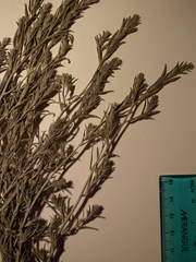 Corispermum villosum