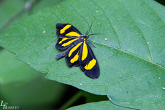 Cyllopoda claudicula