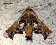 Eutelia pulcherrimus