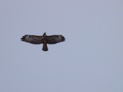 Buteo buteo