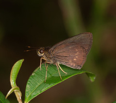 Papias phainis