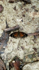 Anthanassa atronia