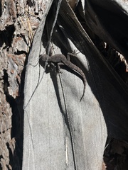 Mediodactylus danilewskii