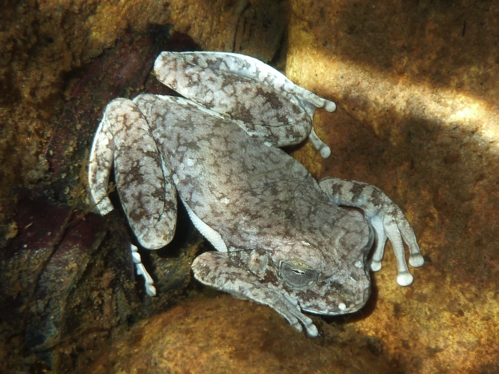 Veadeiros Tree Frog